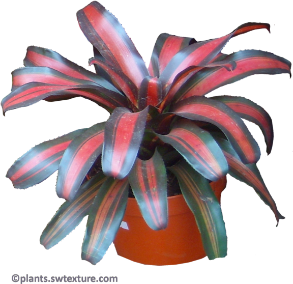 Monday, September 4, - Neoregelia Png Clipart (606x600), Png Download