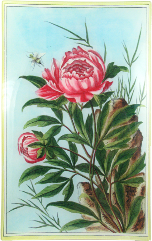 Peony Clipart (800x800), Png Download