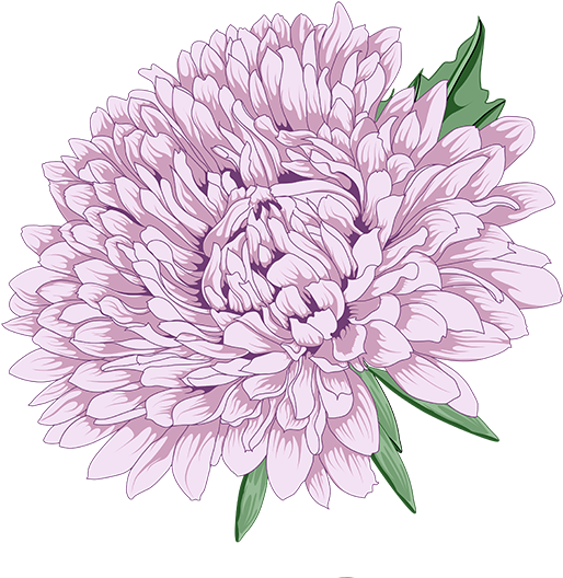 555 X 574 7 - Peony Chrysanthemum Clipart (555x574), Png Download
