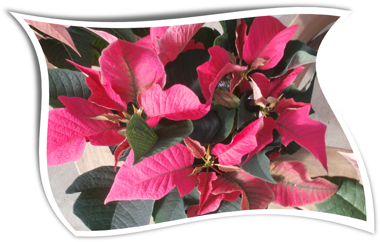 Country Colors Poinsettia For The Holidayswavy - Bougainvillea Clipart (2500x1125), Png Download