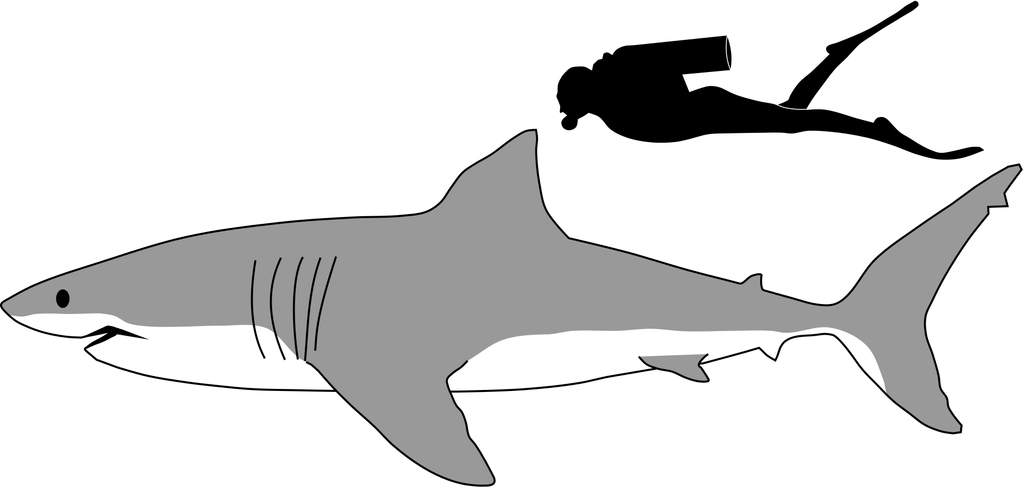 Great White Shark Size Comparison - Shark Side View Drawing Clipart (1280x610), Png Download