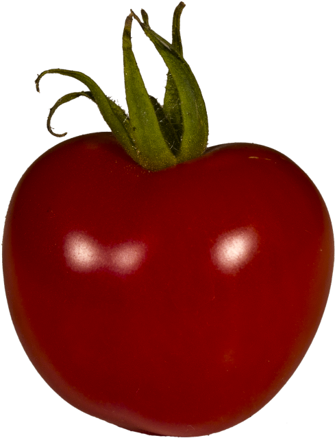Tomato,grown,solanum - Plum Tomato Clipart (500x643), Png Download