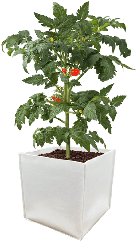 Durapot Grow Pot - Tomato In Pot Png Clipart (800x800), Png Download