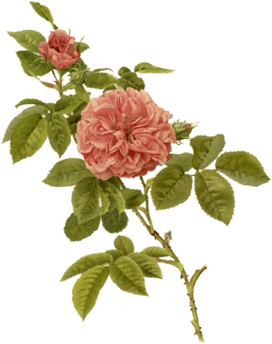 Rose - Portable Network Graphics Clipart (866x650), Png Download