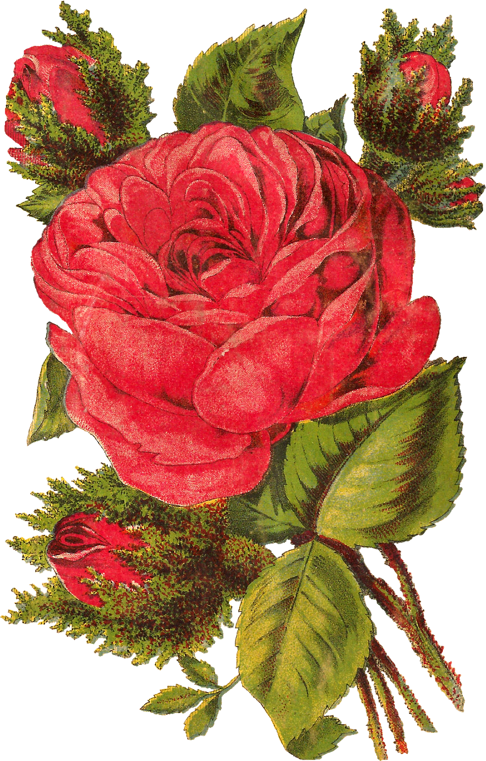 Download Free Red Rose Digital Clip Art Seed Catalog Banner Rose