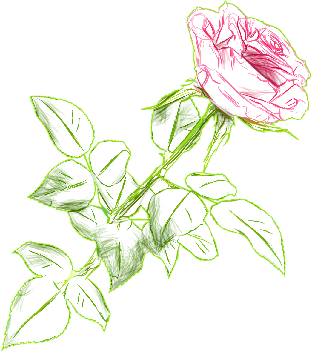 Download Color Png Picture - Rose Drawing Color Transparent Clipart (1045x1179), Png Download
