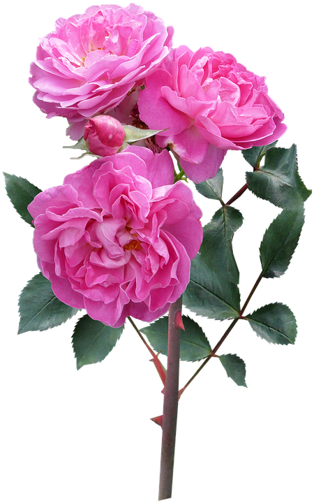 Rose, Flower, Stem Deep Pink Blooms - Rose I Flower Clipart (450x717), Png Download