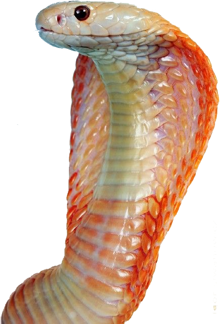 Free Png Image - Snakes Clipart (453x680), Png Download