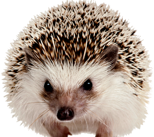 Hedgehog Png - Mammals On White Background Clipart (650x557), Png Download