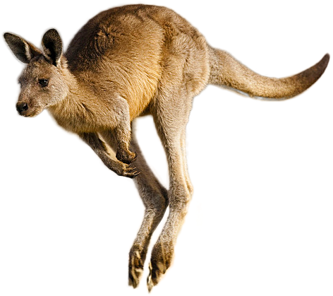 Kangaroo Png Image - Kangaroo Clipart (668x1000), Png Download