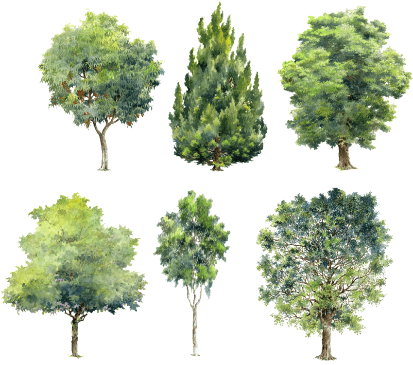 Free Png Download Watercolor Trees For Photoshop Png - Architecture Trees Elevation Png Clipart (850x750), Png Download