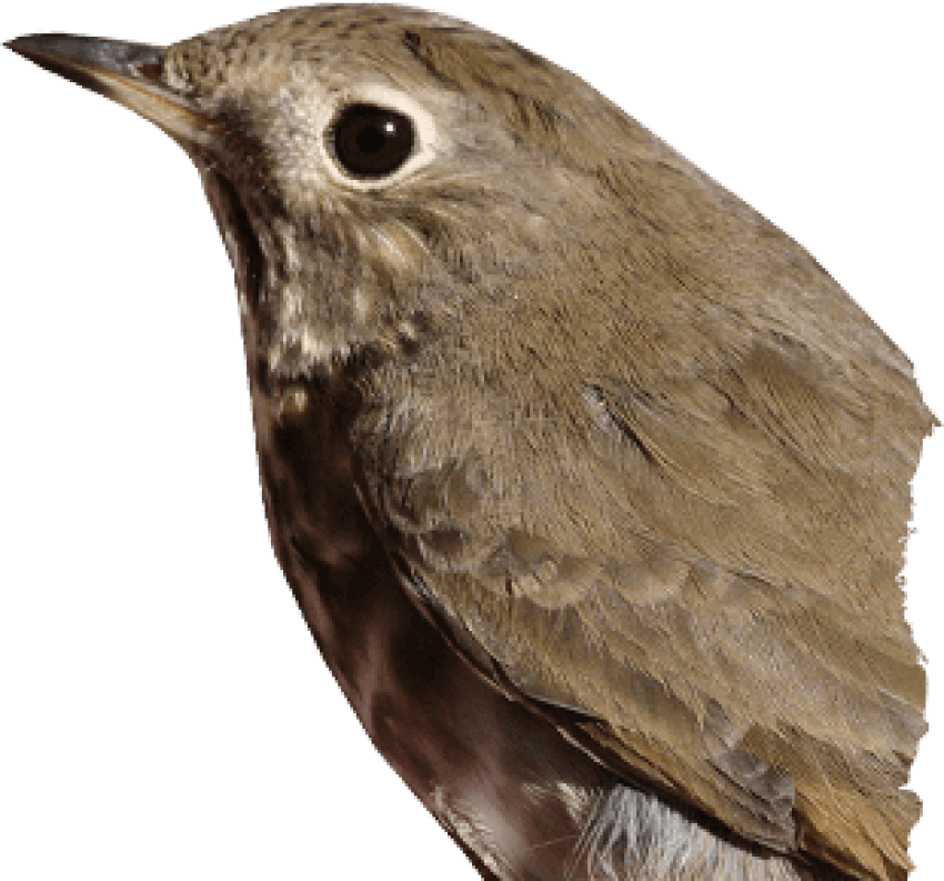 Free Png Download Birds Png Images Background Png Images - Thrush Transparent Clipart (850x793), Png Download