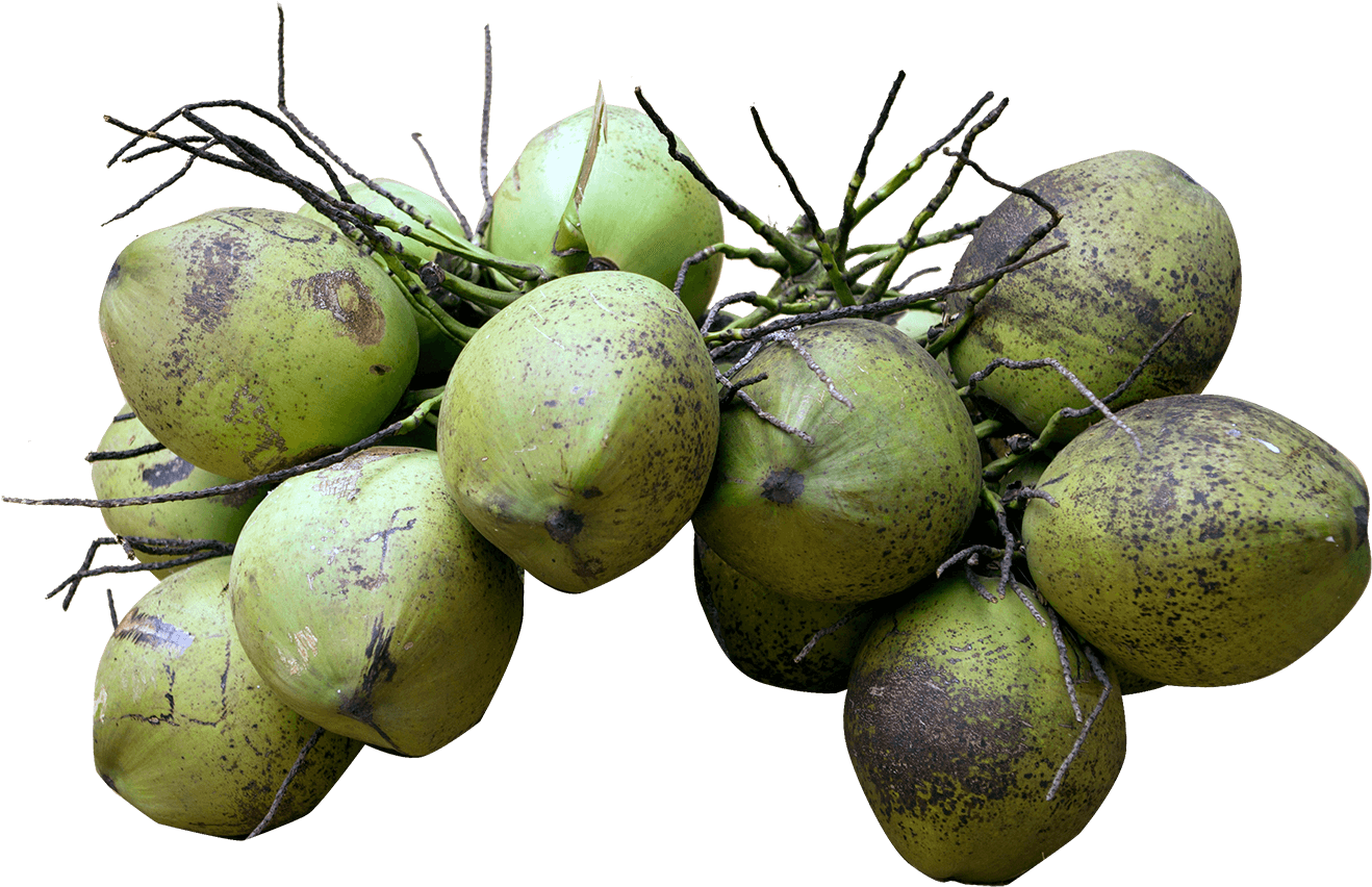 Each Coconut Will Have An Unique Code, With This You - Groene Kokosnoot Kopen Clipart (1324x857), Png Download