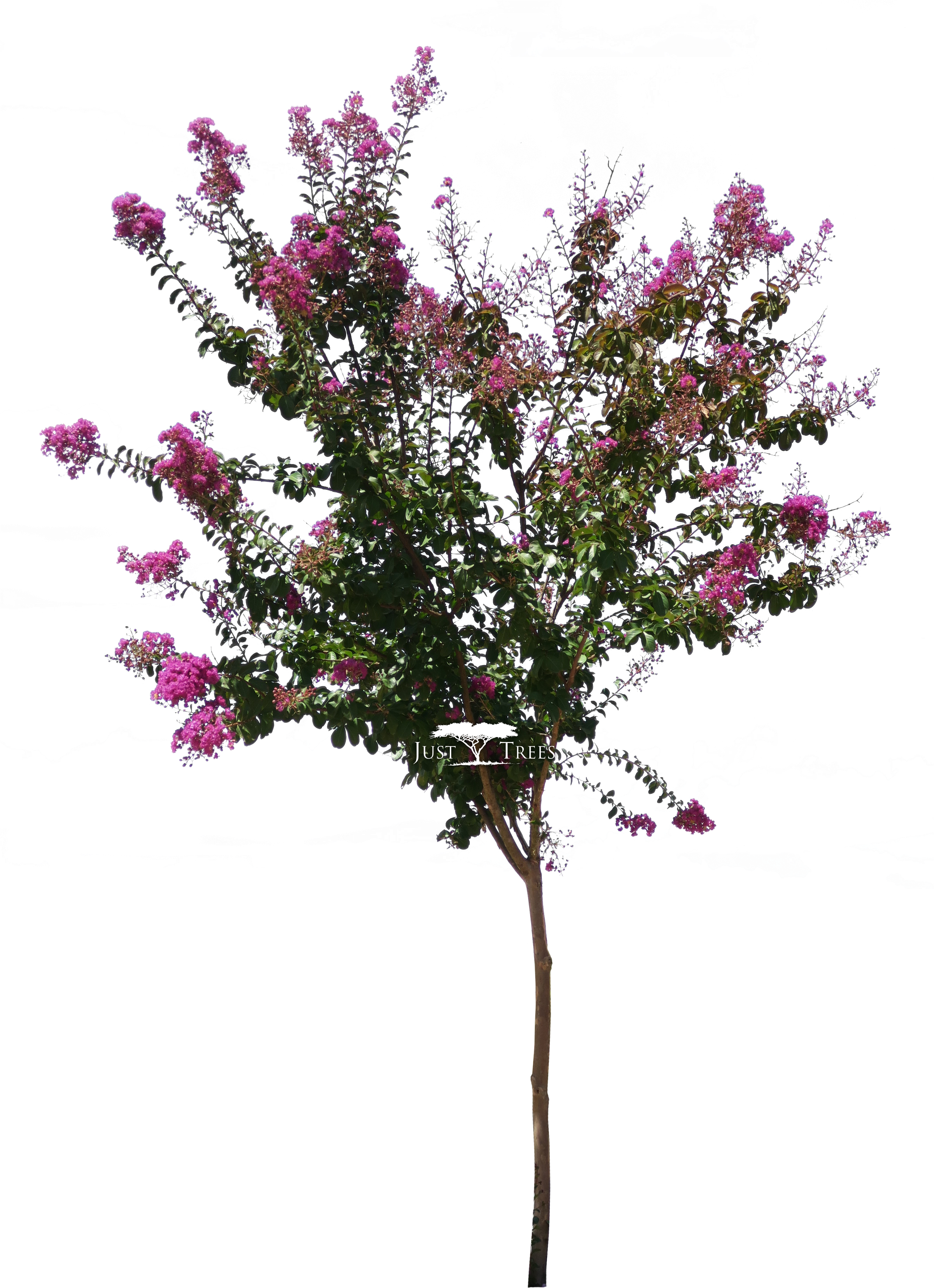 Lagerstroemia Indica - Bottlebush Clipart (2667x3854), Png Download
