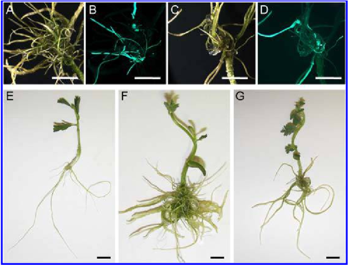Agrobacterium Rhizogenes Transformation Of Aeschynomene - Fennel Pondweed Clipart (850x521), Png Download