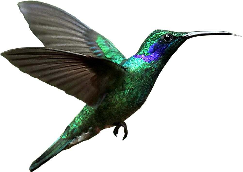 Rufous Hummingbird Clipart (1200x1070), Png Download