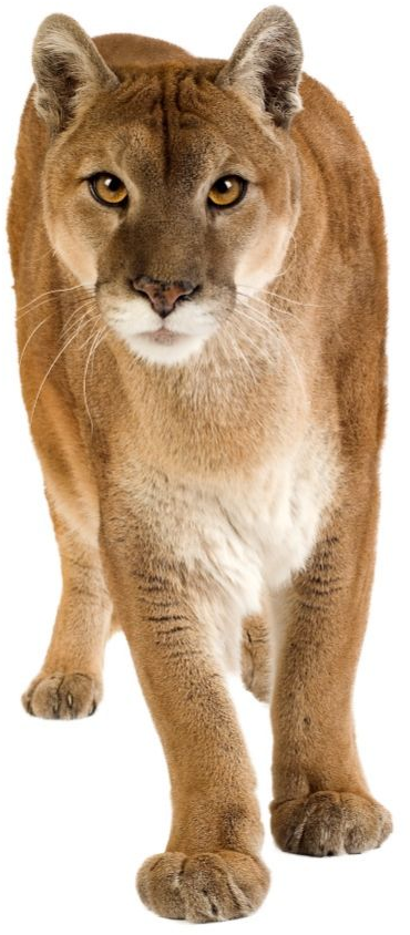 Puma Concolor Puma Concolor - Evolution Of House Cats Clipart (845x900), Png Download