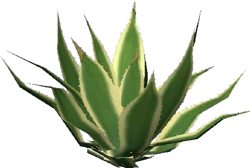 Agave Png - Rajasthan Aloe Vera Clipart (750x527), Png Download