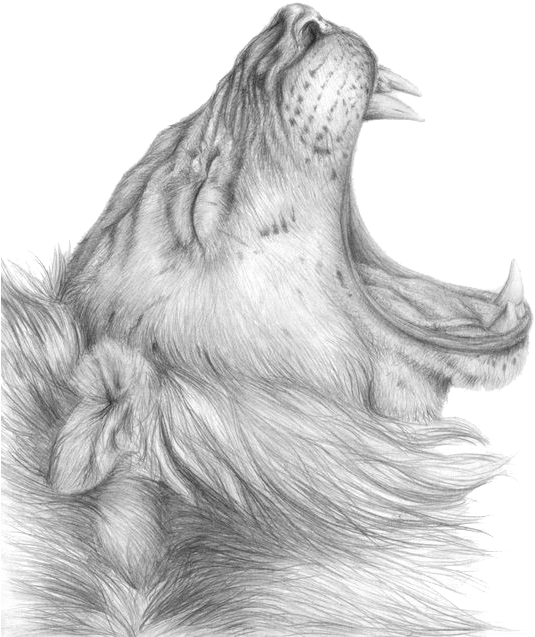 Lioness Roar Png Clipart - Lioness Drawing Png Transparent Png (600x693), Png Download