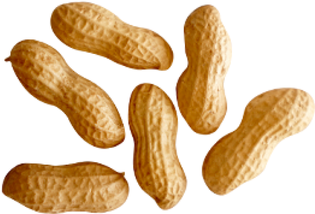 Peanut Png Transparent Images - Peanuts Png Clipart (640x480), Png Download