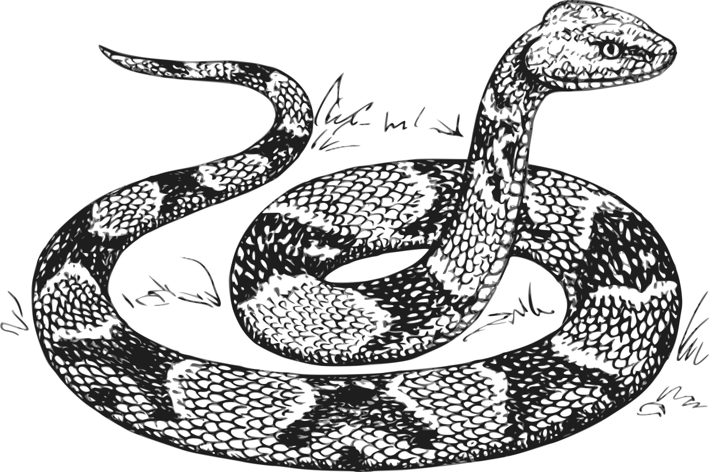 Clipart Royalty Free Library Python Head Free On Dumielauxepices - Snake Drawing - Png Download (2400x1598), Png Download