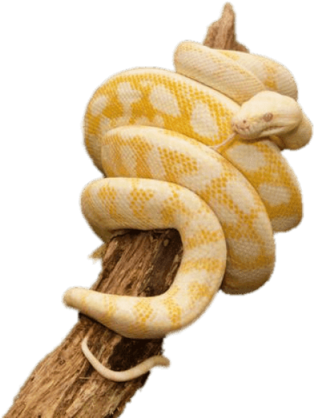 Free Png Download Yellow Python Wrapped Around Trunk - Albino Carpet Python Clipart (850x638), Png Download