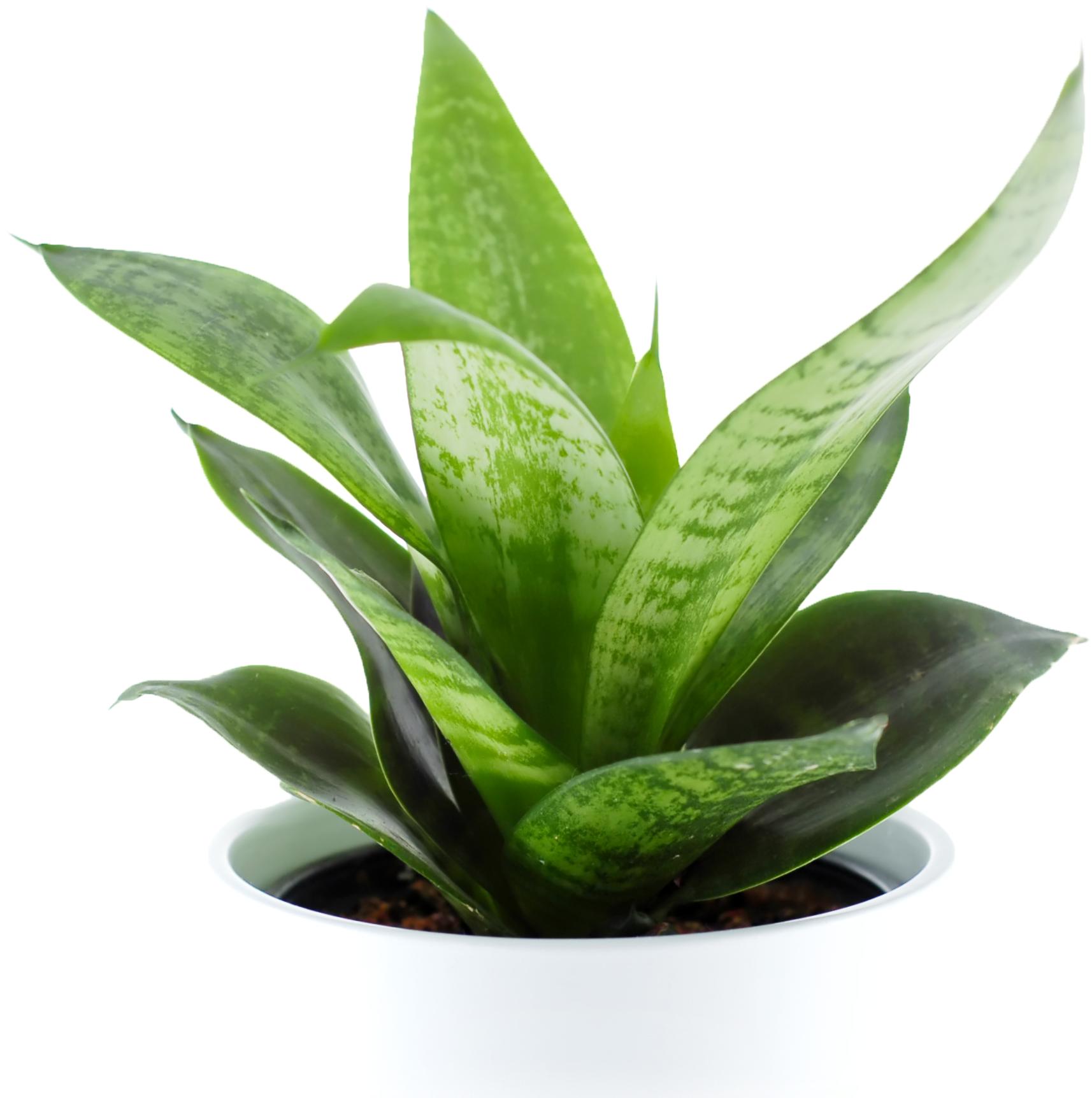 Indoor Plant Png Clipart (3008x2000), Png Download