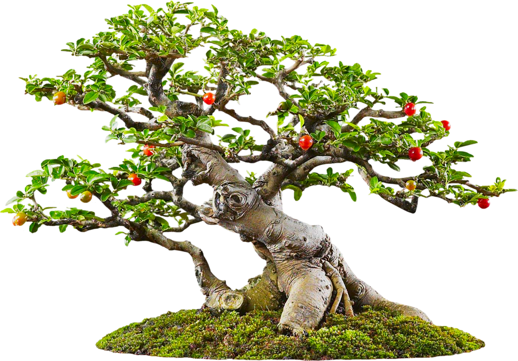Фотки Big Tree, House Plants, Bonsai Art, Bonsai Trees, - Bonsai Png Clipart (1024x713), Png Download