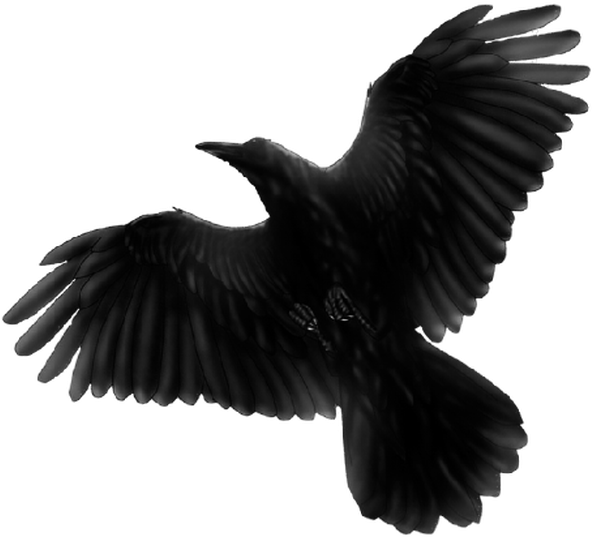 Black Bird Flying Png , Png Download - Black Bird Flying Transparent Clipart (594x539), Png Download