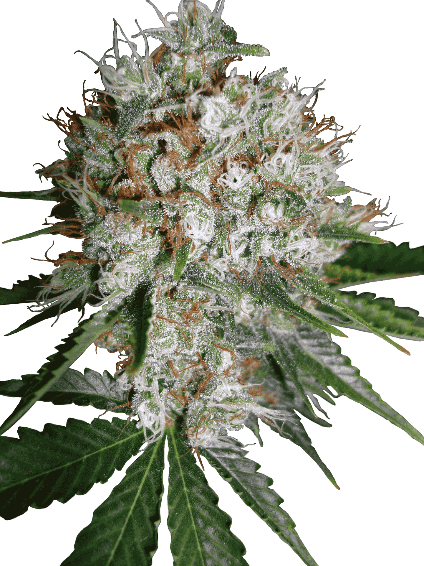 Big Bud Xxl - Ministry Of Cannabis Big Bud Xxl Clipart (1440x1920), Png Download