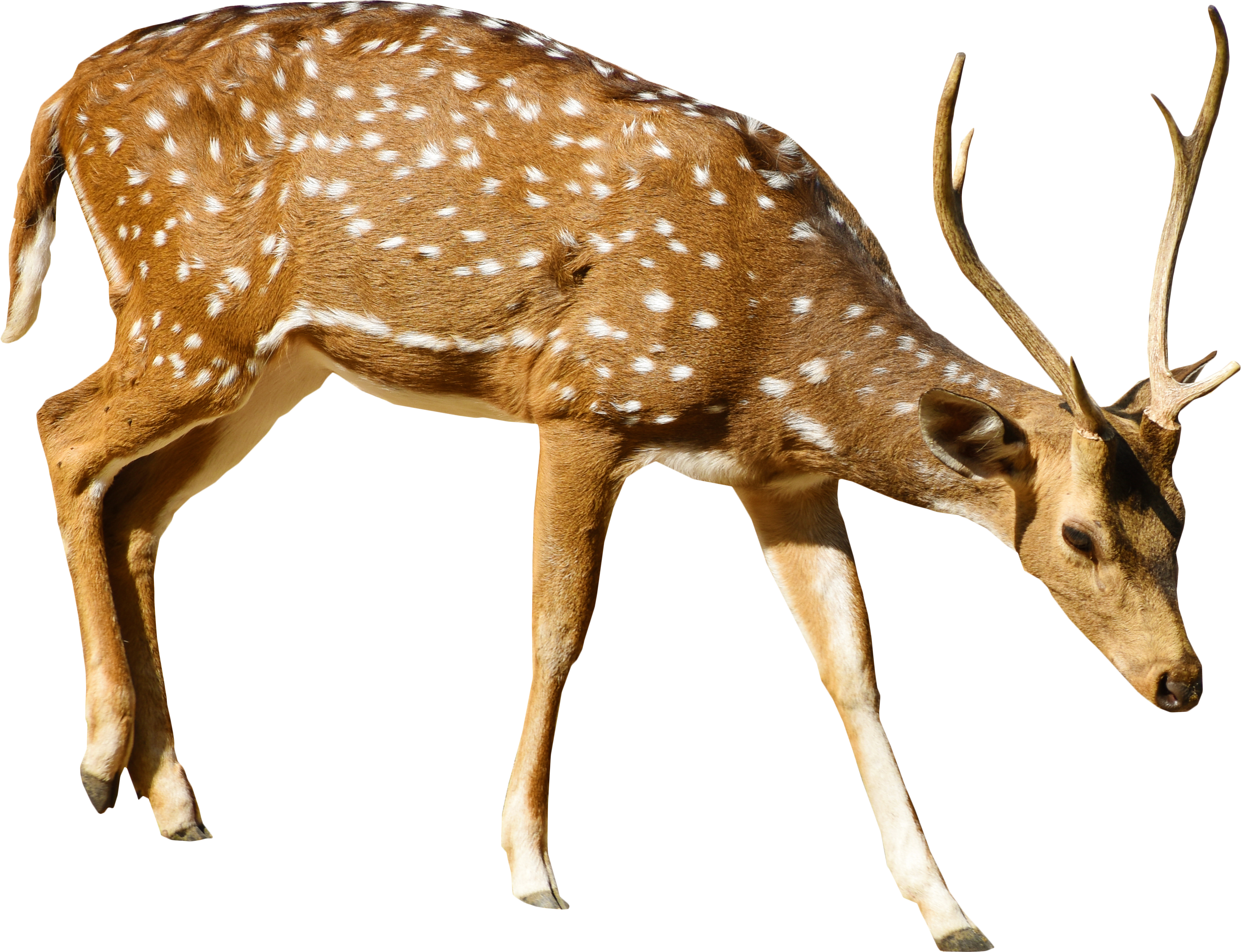 Brown Deer With White Spots Standing - White Tailed Deer Png Clipart (6000x4000), Png Download