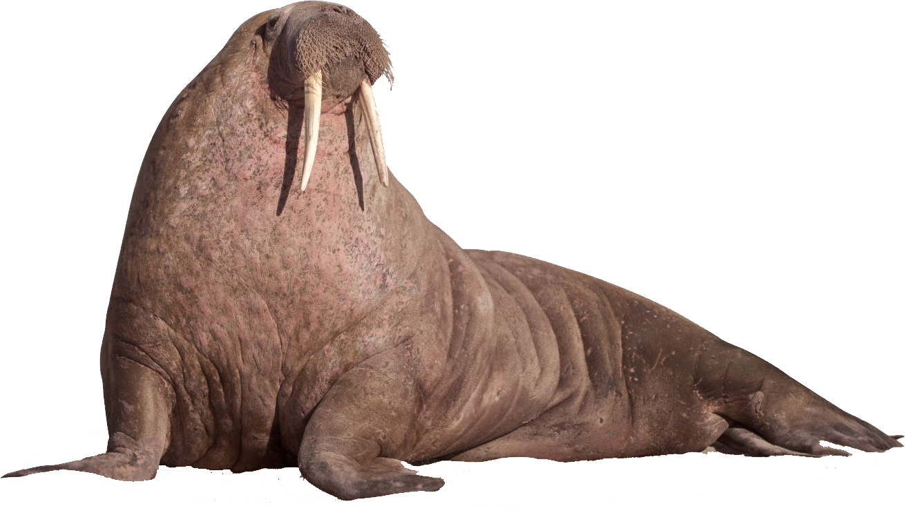 Walrus Sitting On The Ground - Walrus Png Clipart (1310x746), Png Download