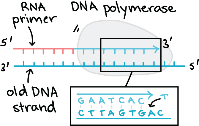 Dna Template Strand And The Creation Of Its Complementary - Antiparallel Dna And Rna Clipart (697x450), Png Download