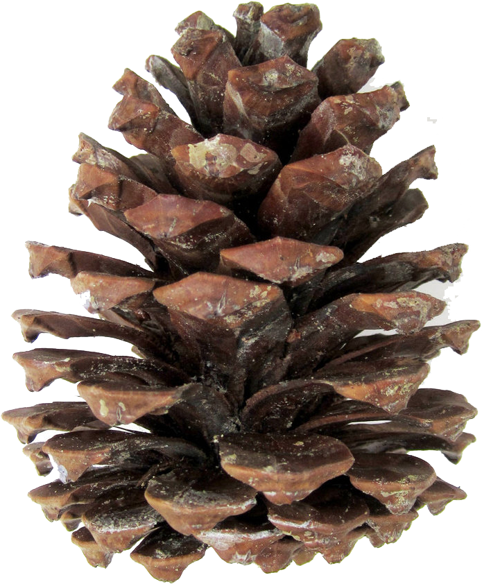 Pine Cones Png - Transparent Pine Cone Png Clipart (774x1032), Png Download