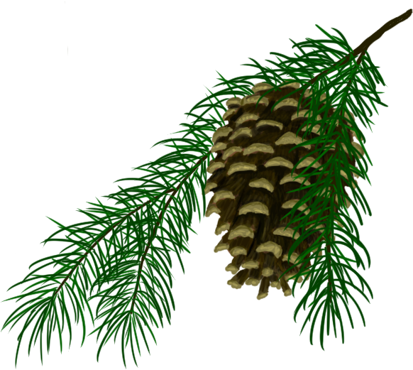 Pine Cone - Oregon Pine Clipart (1280x637), Png Download