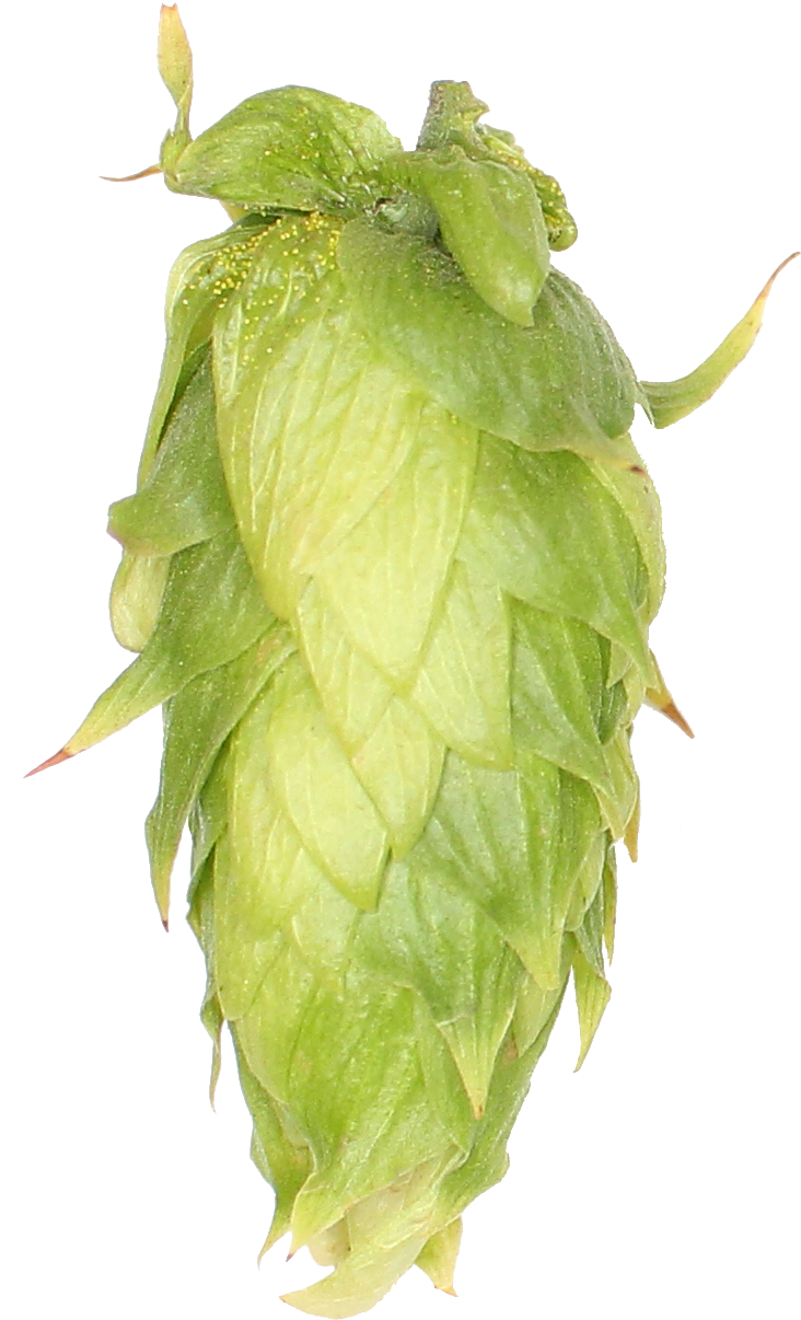 Galena Clipart (762x1344), Png Download