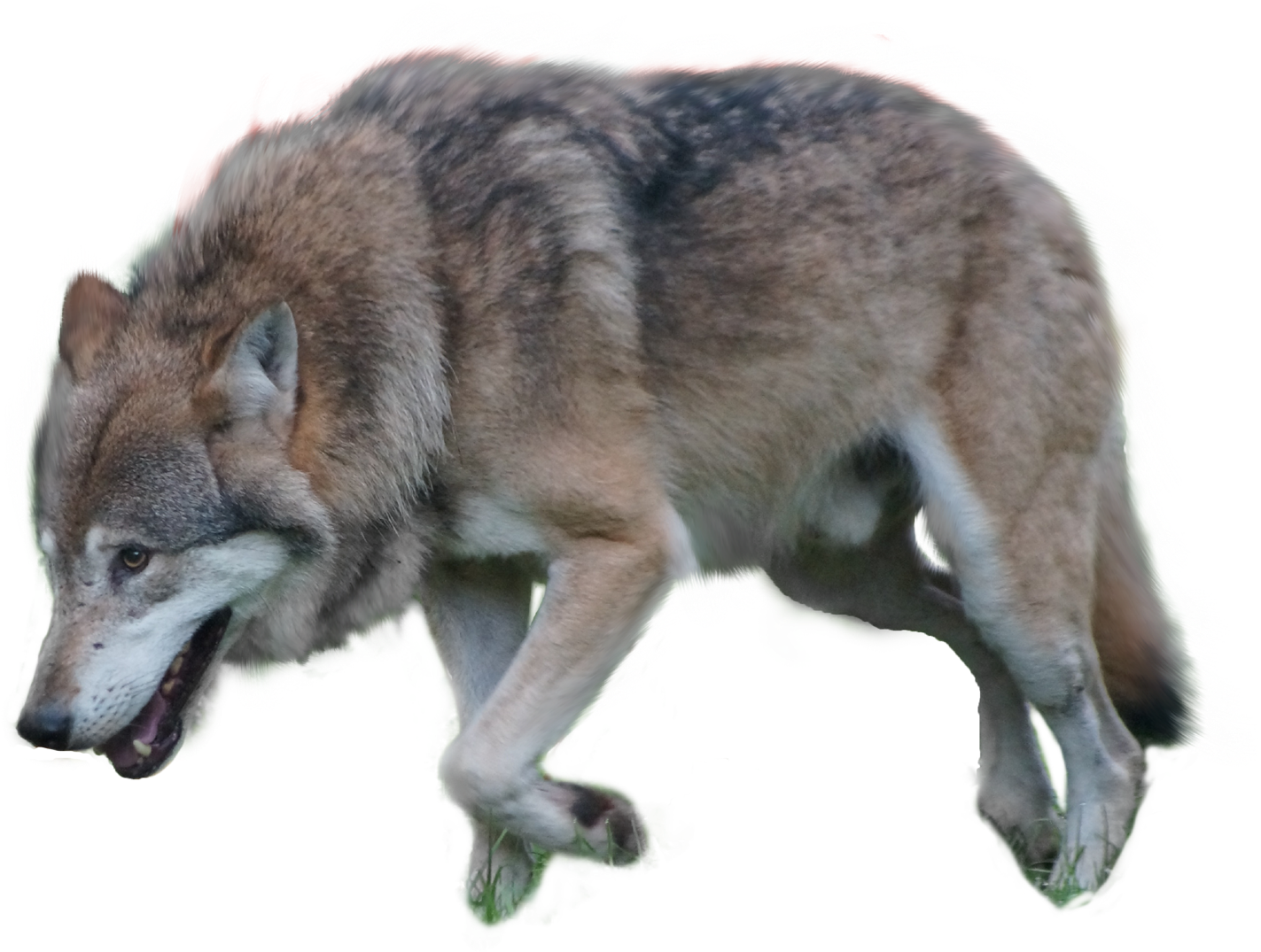 Gray Wolf Png By Pngimagesfee - Wolf Clipart (1500x1118), Png Download
