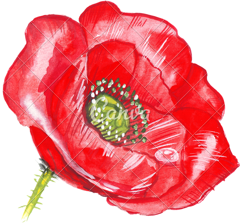 Poppy Flower Drawing Clipart (800x740), Png Download