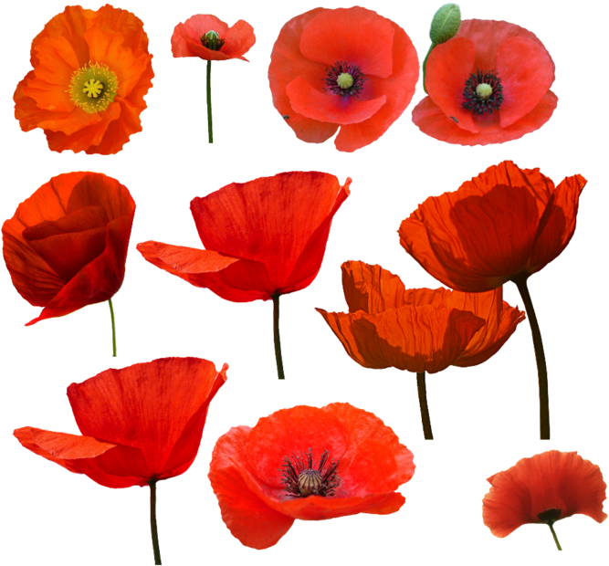 75625809 617eed9fca42 Watercolour Painting, Watercolor - Amapolas Png Clipart (699x654), Png Download