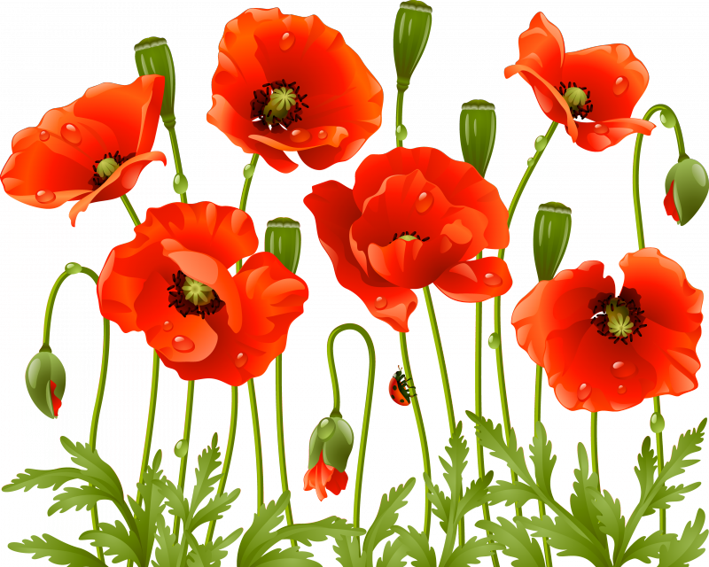 Tubes Fleurs Varies Pngservez Vous Poppy Flowers, Large - Poppy Flowers Png Clipart (800x640), Png Download