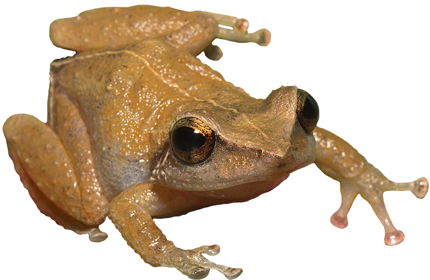 Toad Png - Puerto Rico Frog Png Clipart (886x607), Png Download