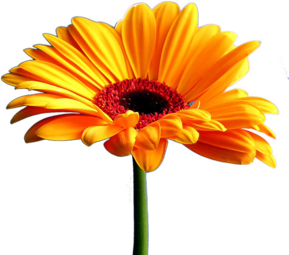 Marigold Clipart Flower Tumblr Pencil And In Color - Transparent Gerber Daisies Png (1368x855), Png Download