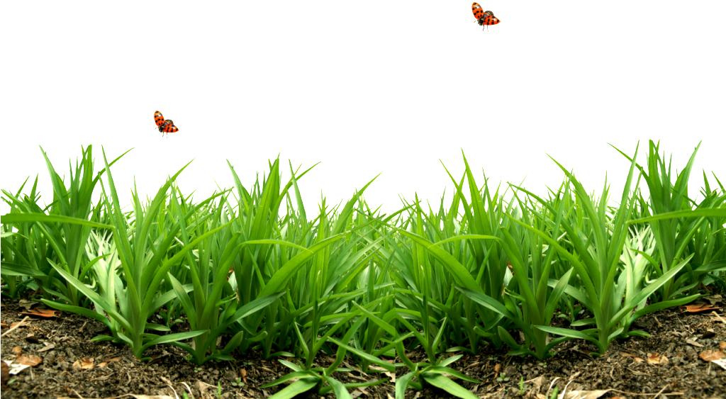 Photo 0 785e0 5f3e5edf Xxxl Zps8c37d4e9 - Green Wild Grass Png Clipart (1023x672), Png Download