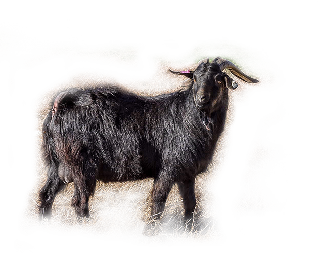 /images/goat-bkg - Goat Clipart (629x504), Png Download