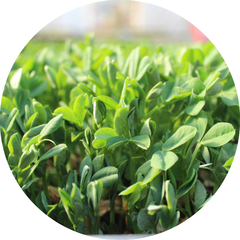 4 - Plantation Clipart (800x800), Png Download