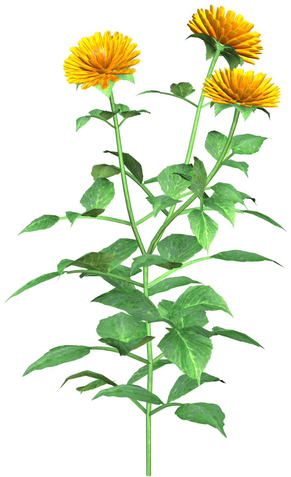 Graphics , Png Download - English Marigold Clipart (954x1563), Png Download