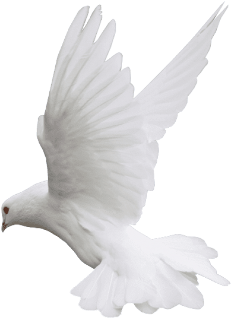 Download Free Png Download White Dove Flight Png Images Background