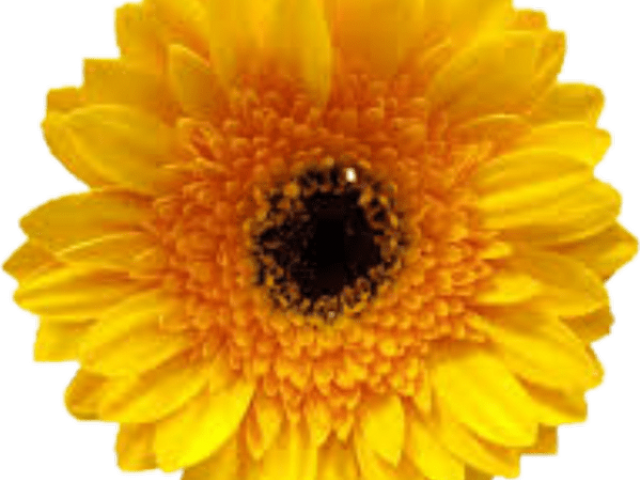 Marigold Clipart Marigold Garland - English Marigold - Png Download (640x480), Png Download