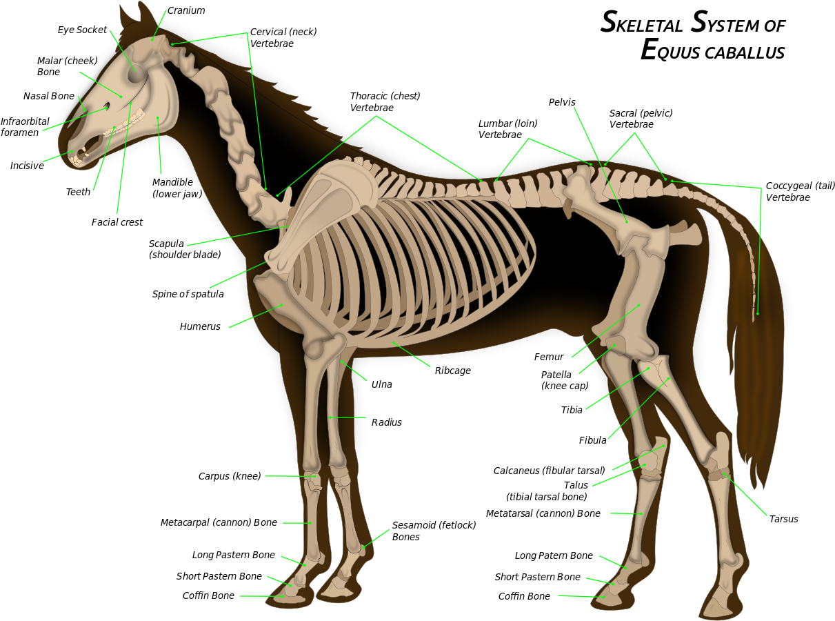 File - Horse Anatomy - Svg - Skeletal System Of A Horse Clipart (1280x1006), Png Download
