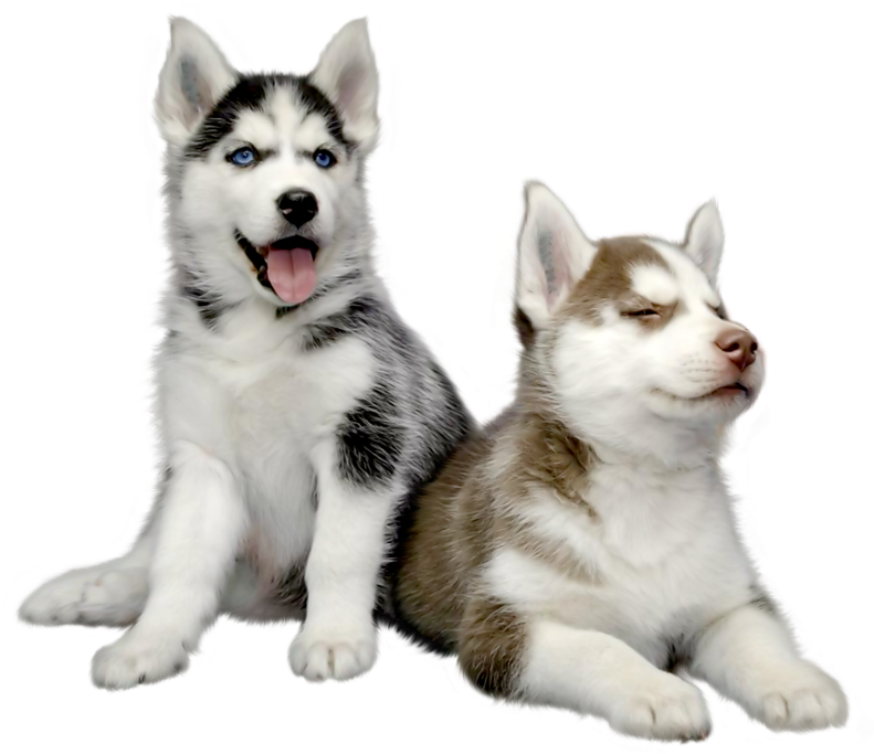 Husky Png Hd Photo - Husky Png Clipart (800x698), Png Download